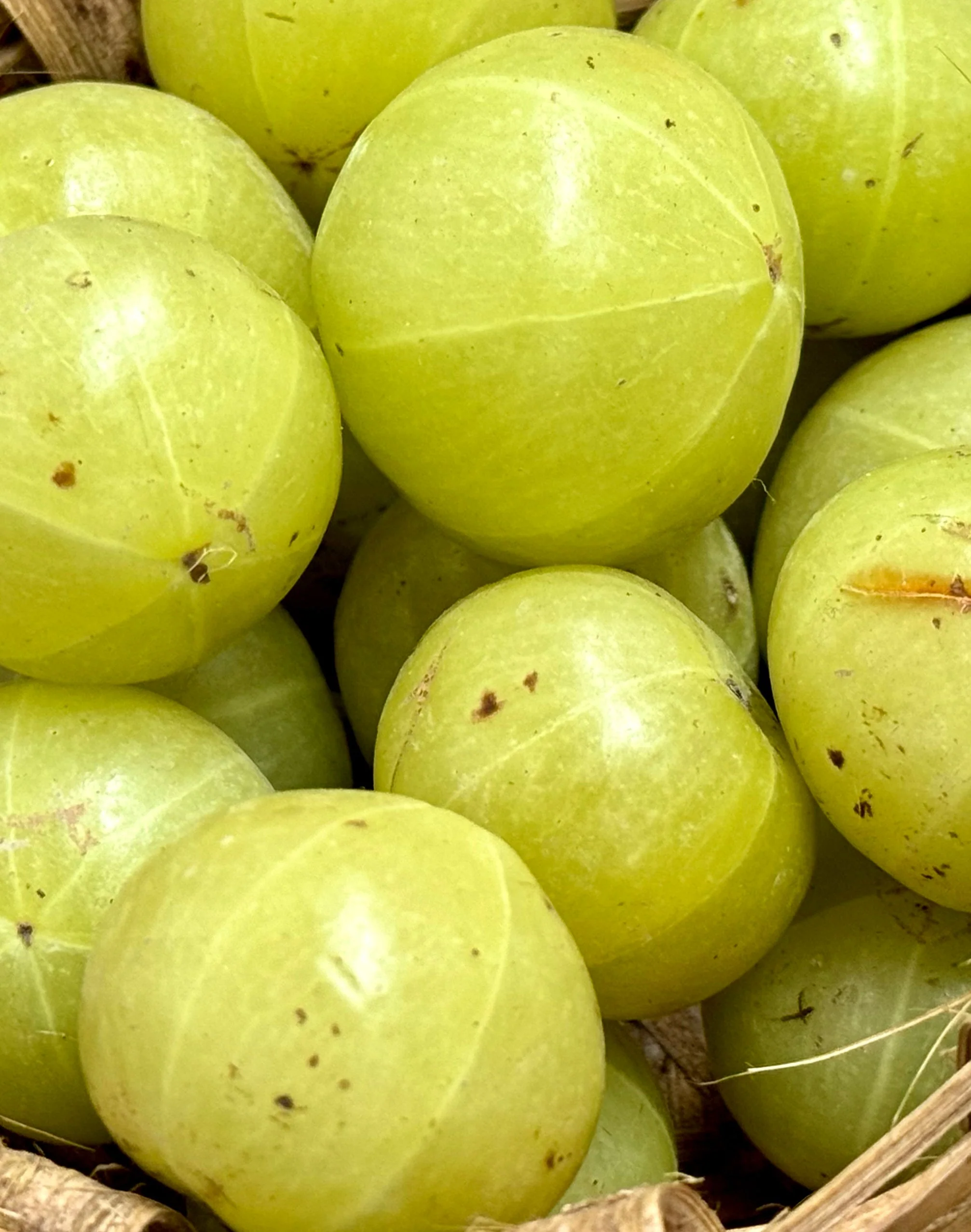 Amla Refill - Image 5